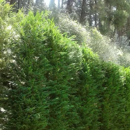 Casa vacanze Six Steps From The Forest Zigos (Kavala)