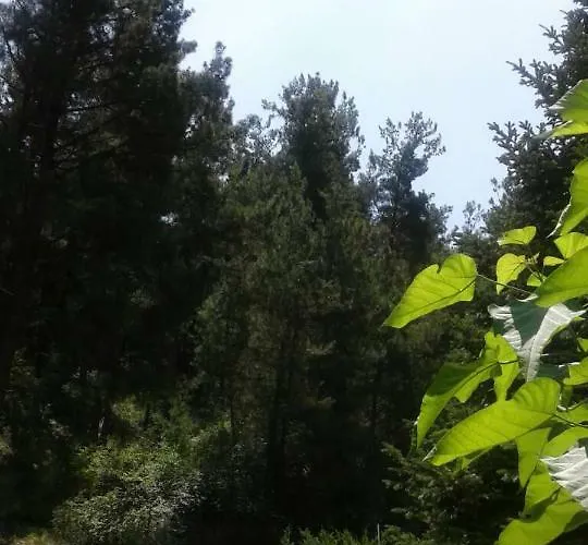 Six Steps From The Forest Casa vacanze